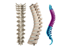 Thoracic Spine Anatomy